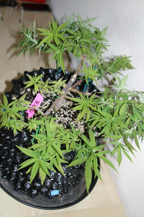 Strength and Medical Mass. Week 12
