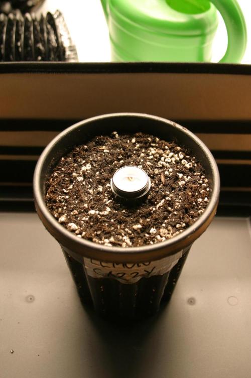 Photosynthesis on the Burnerphone. Week 0