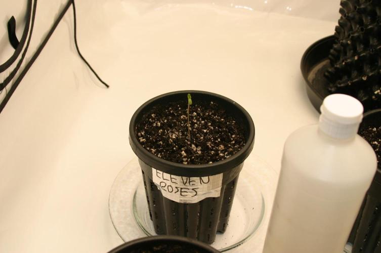 I know what you planted last summer. Week 0