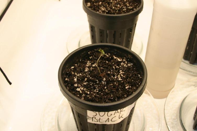 Green Thumbs at the Traphouse. Week 0