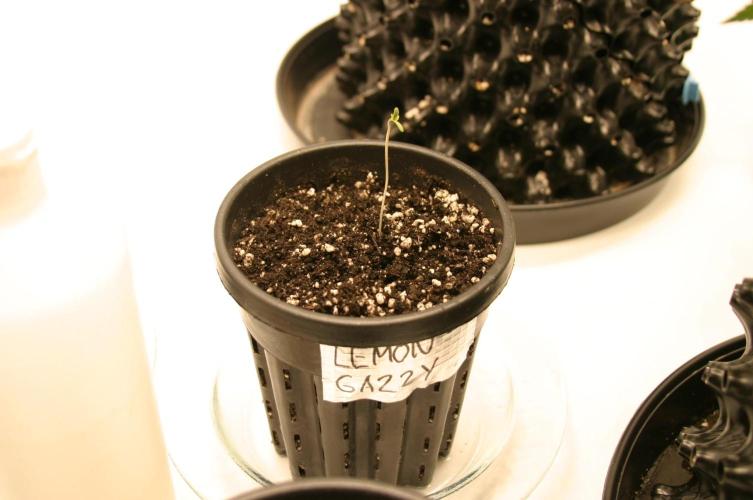 Photosynthesis on the Burnerphone. Week 0