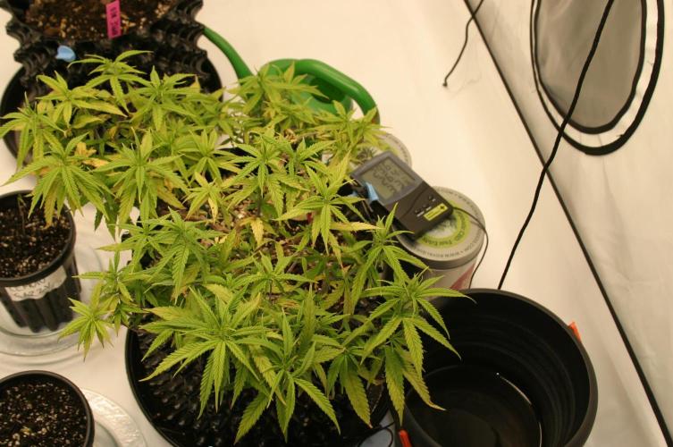 Strength and Medical Mass. Week 13