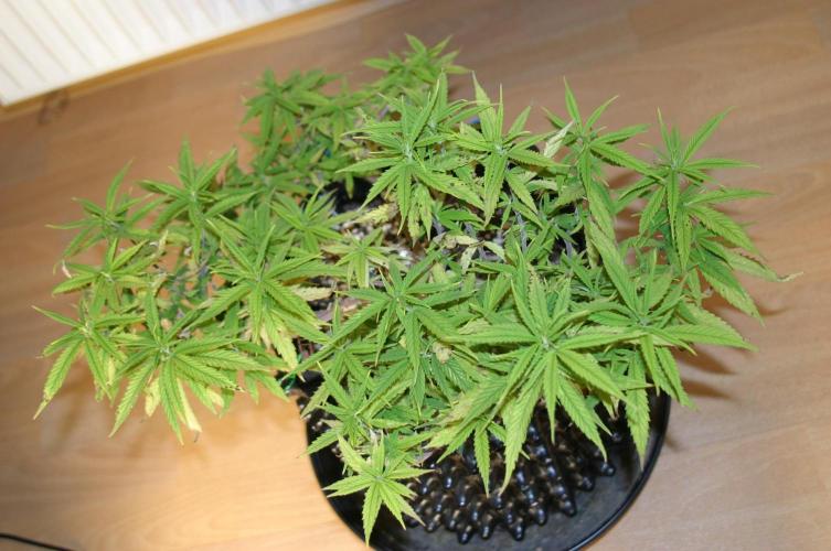 Strength and Medical Mass. Week 13