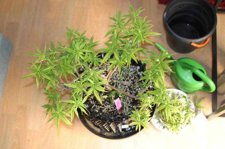 Strength and Medical Mass. Week 13