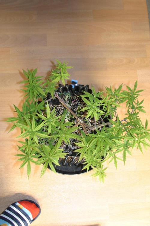 Strength and Medical Mass. Week 13
