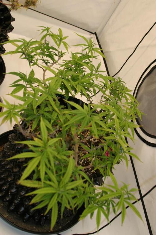 Strength and Medical Mass. Week 14