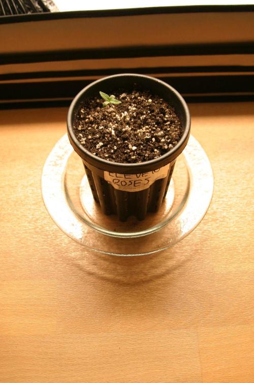 I know what you planted last summer. Week 1