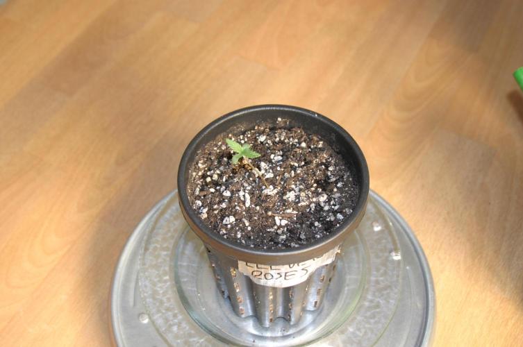 I know what you planted last summer. Week 1