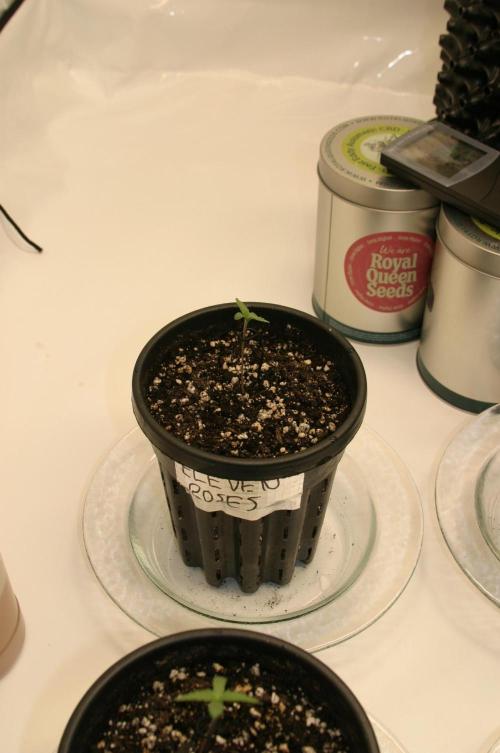 I know what you planted last summer. Week 1