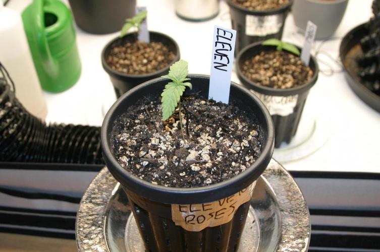 I know what you planted last summer. Week 1