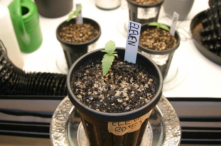 I know what you planted last summer. Week 1