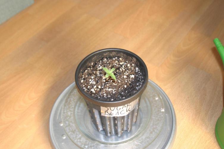 Green Thumbs at the Traphouse. Week 1