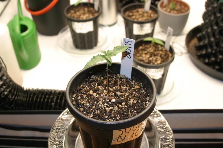 Green Thumbs at the Traphouse. Week 1