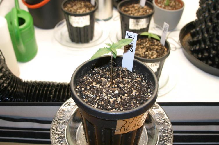 Green Thumbs at the Traphouse. Week 1