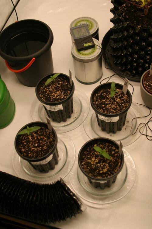 Sugar Black Rose Fast Version. Week 1