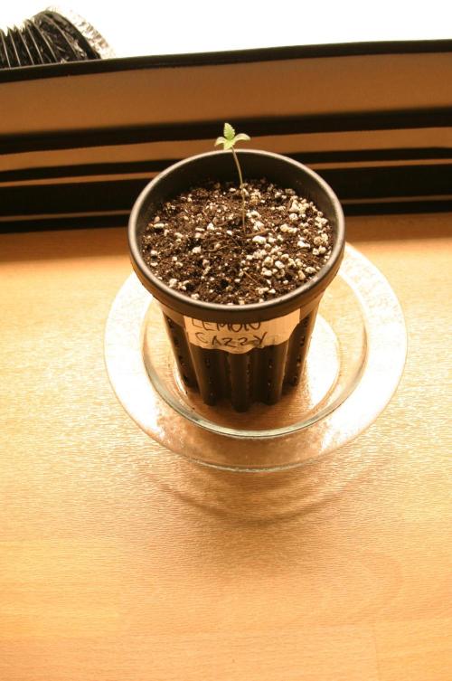 Photosynthesis on the Burnerphone. Week 1