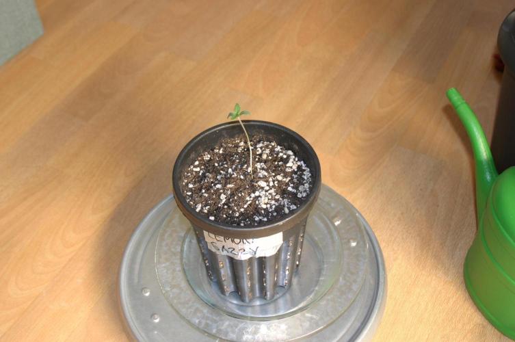 Photosynthesis on the Burnerphone. Week 1