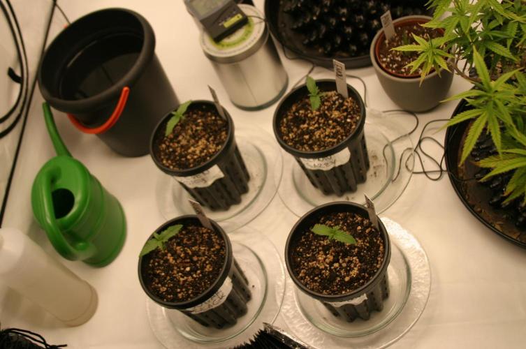 Photosynthesis on the Burnerphone. Week 1