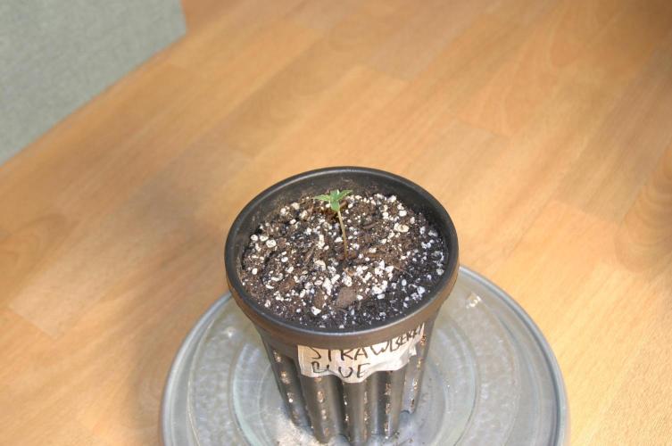 Between Growth and Madness. Week 1