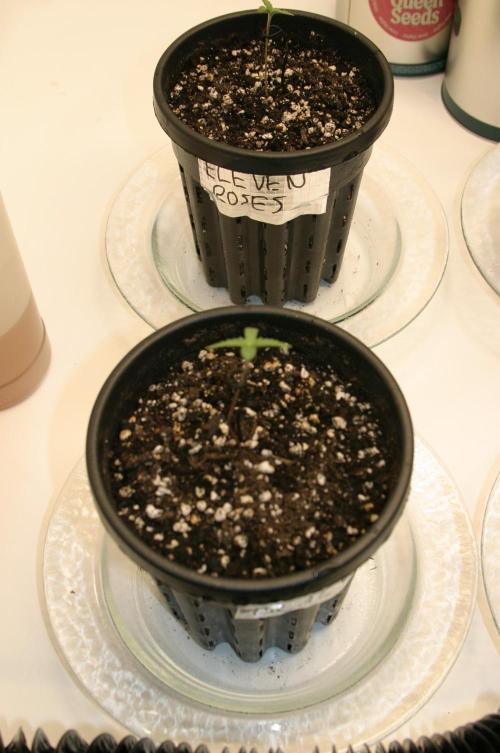 Between Growth and Madness. Week 1