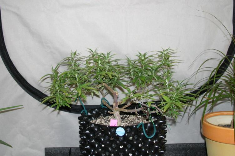Strength and Medical Mass. Week 14
