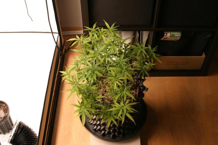 Strength and Medical Mass. Week 14