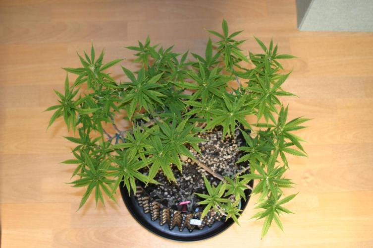 Ambient Q120+. Week 14