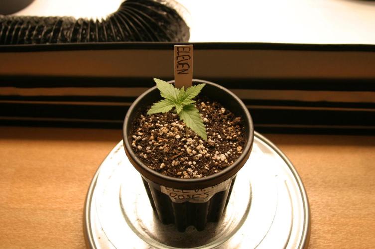 I know what you planted last summer. Week 1