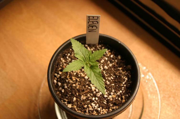 I know what you planted last summer. Week 1