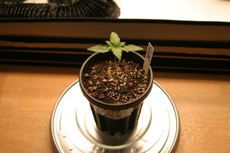 Green Thumbs at the Traphouse. Week 1