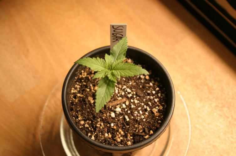 Green Thumbs at the Traphouse. Week 1