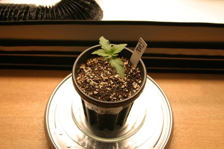 Photosynthesis on the Burnerphone. Week 1