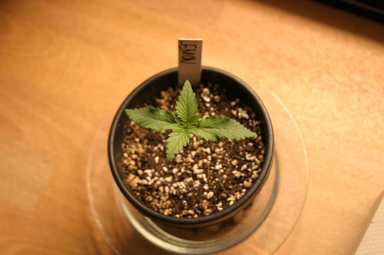 Photosynthesis on the Burnerphone. Week 1