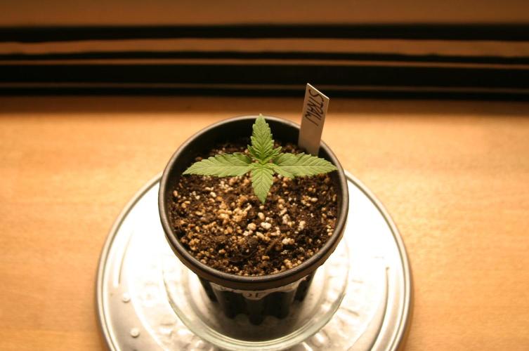 Between Growth and Madness. Week 1