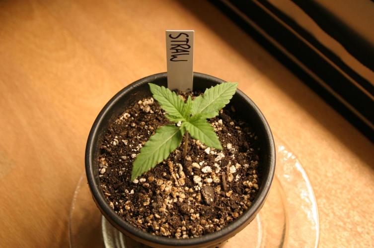 Between Growth and Madness. Week 1