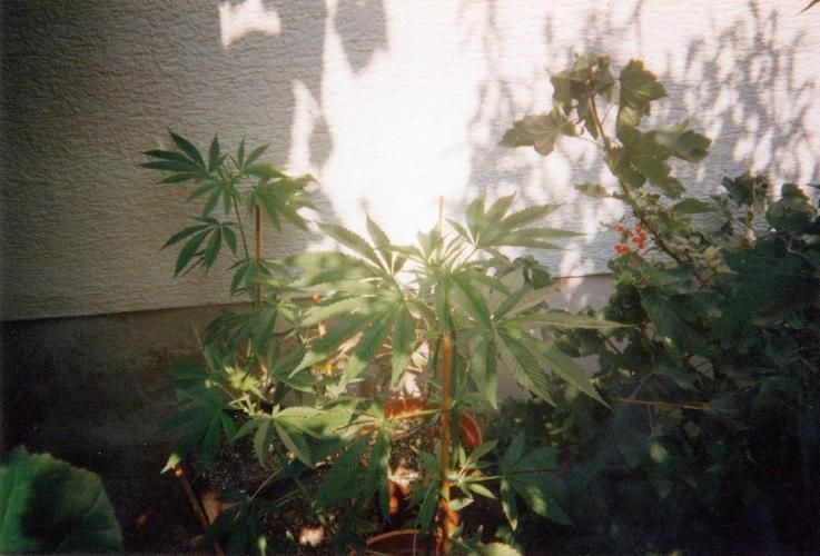 This is how it all began with the herb. Week 28