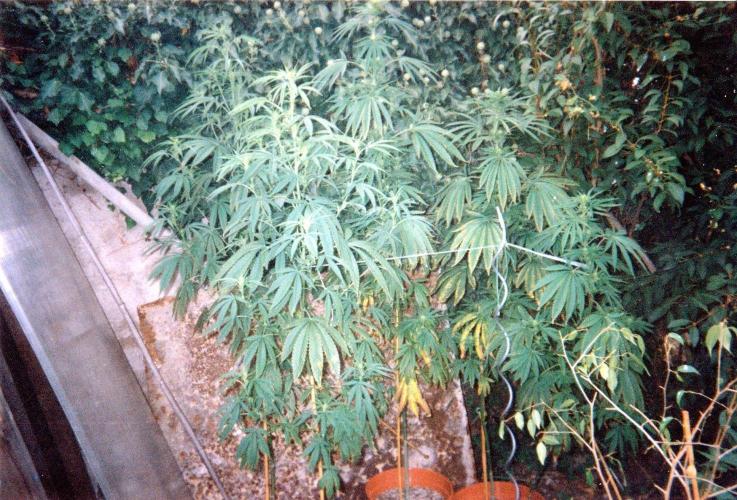 This is how it all began with the herb. Week 28