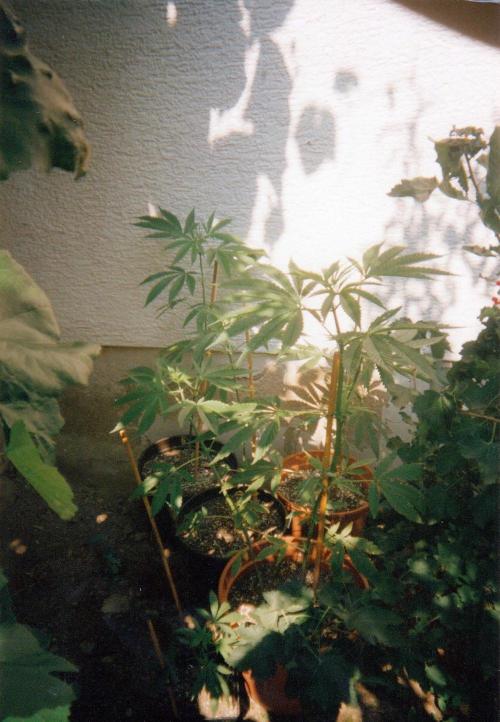 This is how it all began with the herb. Week 28