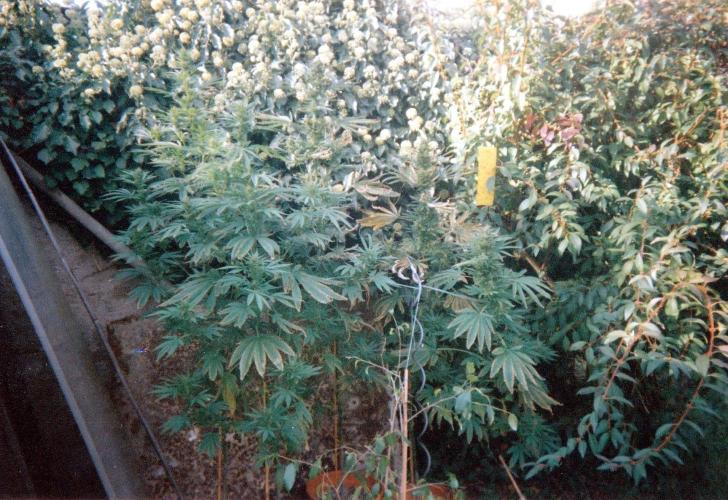 This is how it all began with the herb. Week 28