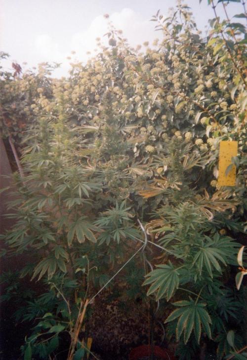 This is how it all began with the herb. Week 28