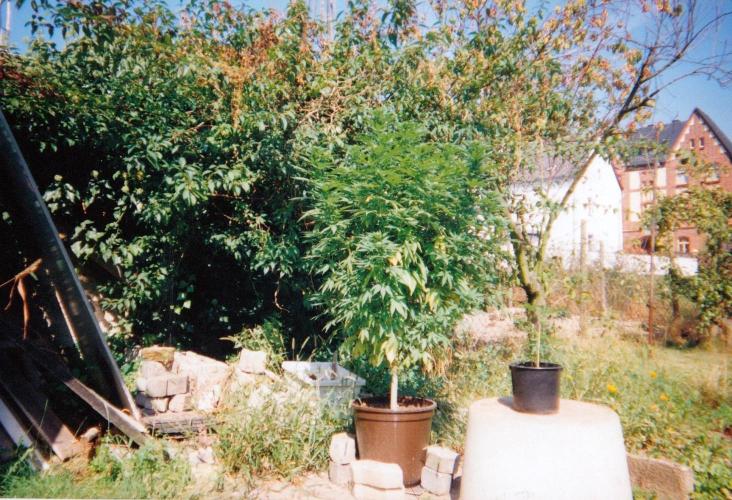 This is how it all began with the herb. Week 28