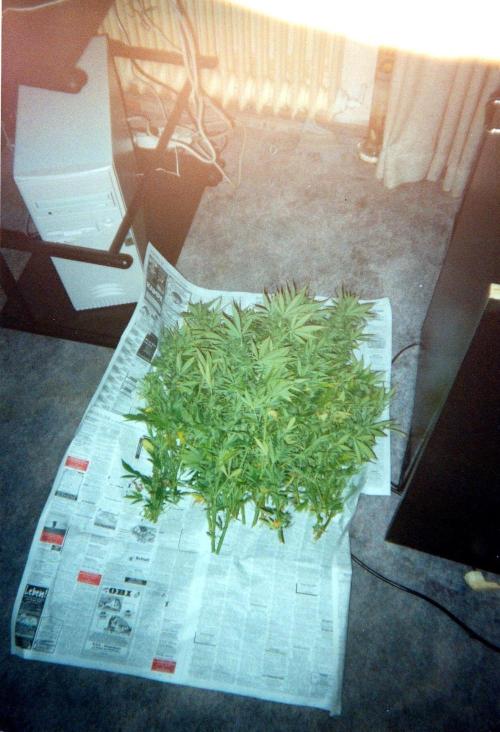 This is how it all began with the herb. Week 28