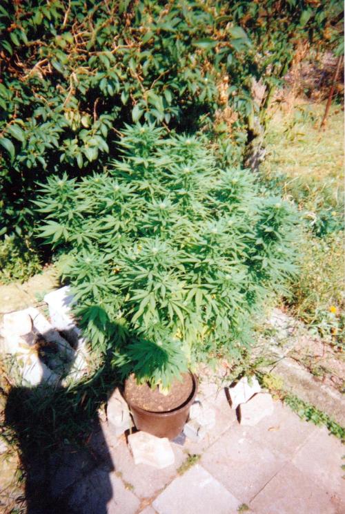 This is how it all began with the herb. Week 28 - Passion#1