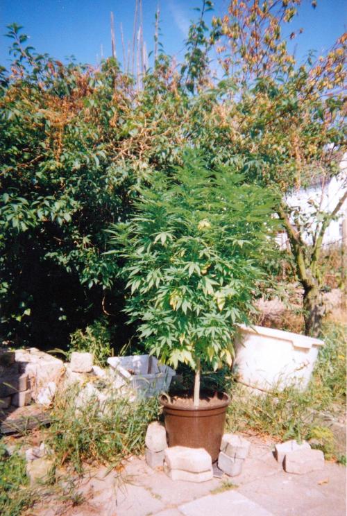 This is how it all began with the herb. Week 28