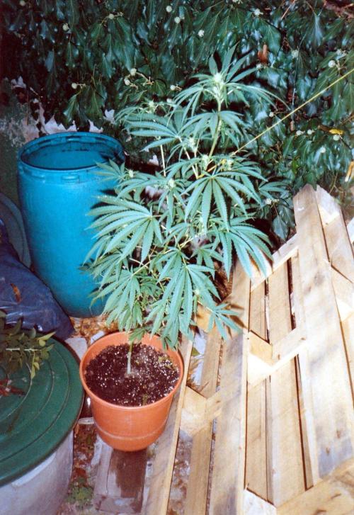 This is how it all began with the herb. Week 28
