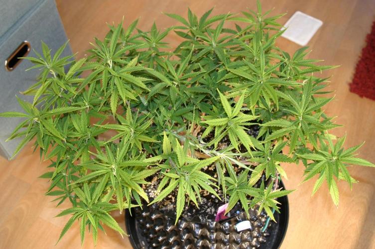 Strength and Medical Mass. Week 15
