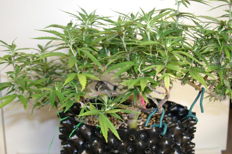 Strength and Medical Mass. Week 15