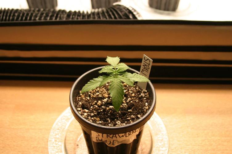 Between Growth and Madness. Week 2