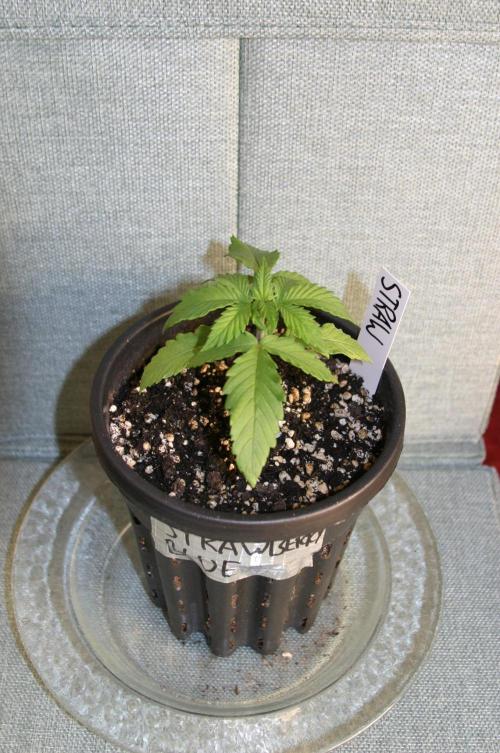 Between Growth and Madness. Week 2