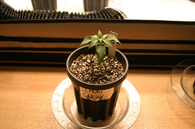 Photosynthesis on the Burnerphone. Week 2